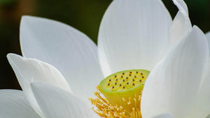 Die symbolische Kraft der Lotusblume in Tibet: Bedeutung und Anwendungen im Schmuckdesign