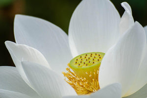 Die symbolische Kraft der Lotusblume in Tibet: Bedeutung und Anwendungen im Schmuckdesign